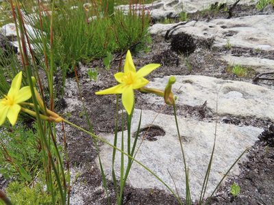 Bobartia filiformis, photographed by linkie