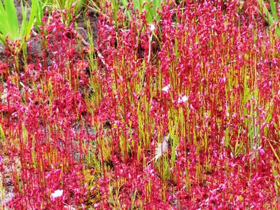 Drosera cuneifolia, photographed by linkie