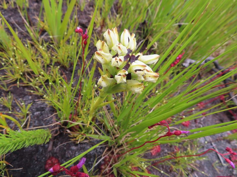 Disa bivalvata, photographed by linkie