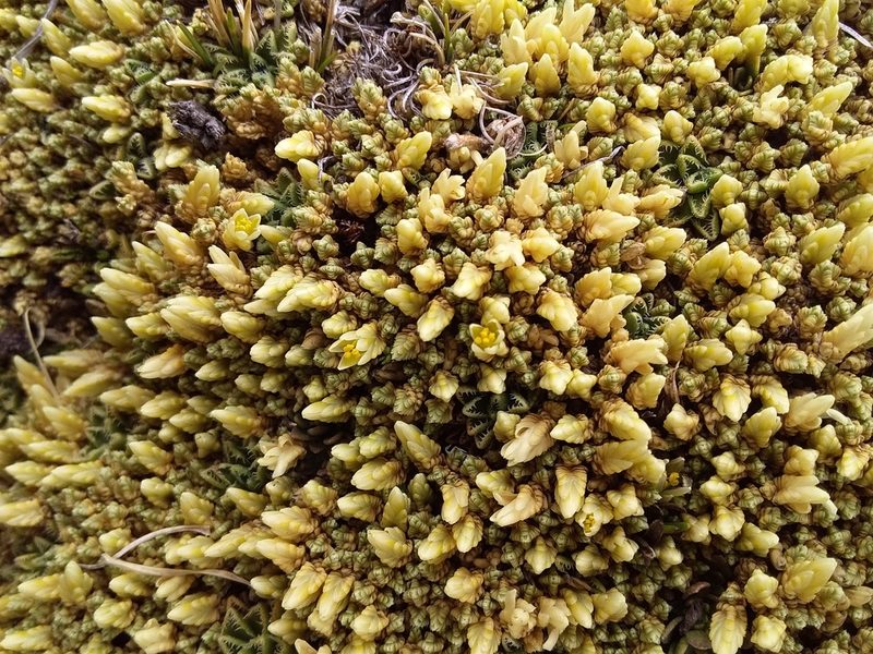 Pycnophyllum tetrastichum, photographed by Humber Alberto
