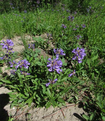 Penstemon rydbergii, photographed by Wendy McCrady