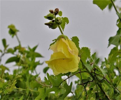 Hibiscus ludwigii, photographed by Dave Brown