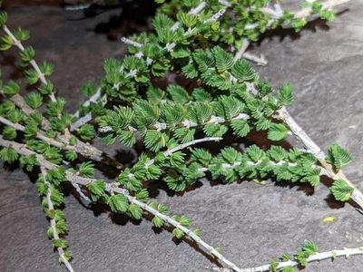 Thymbra capitata, photographed by Johannes