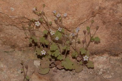 Phacelia filiformis, photographed by Brian Finzel