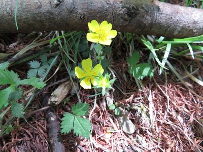 Potentilla rosulifera, photographed by Marco Mussita