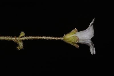 Phacelia filiformis, photographed by Brian Finzel