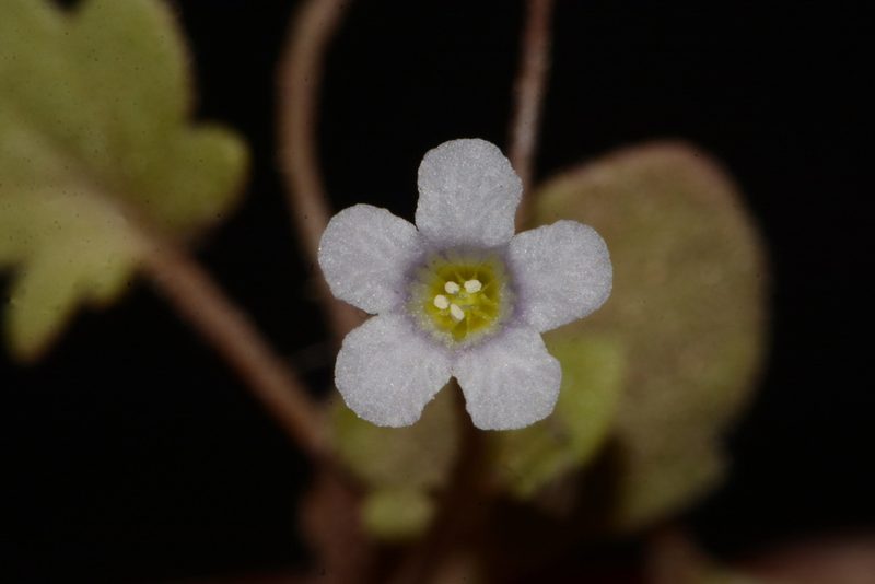 Phacelia filiformis, photographed by Brian Finzel