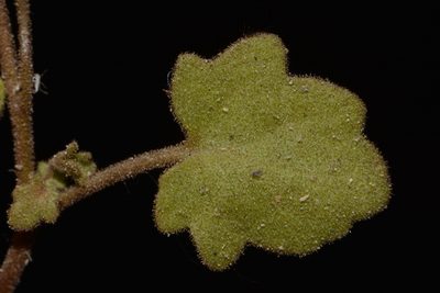 Phacelia filiformis, photographed by Brian Finzel