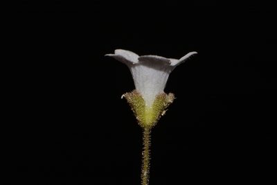 Phacelia filiformis, photographed by Brian Finzel