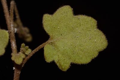 Phacelia filiformis, photographed by Brian Finzel