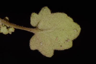 Phacelia filiformis, photographed by Brian Finzel