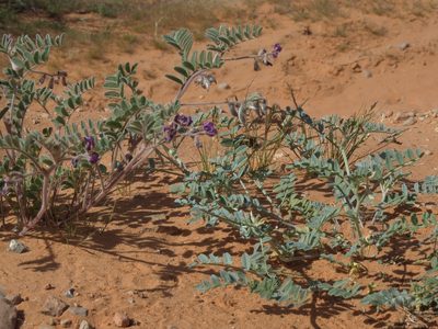 Astragalus sabulonum, photographed by Jim Morefield