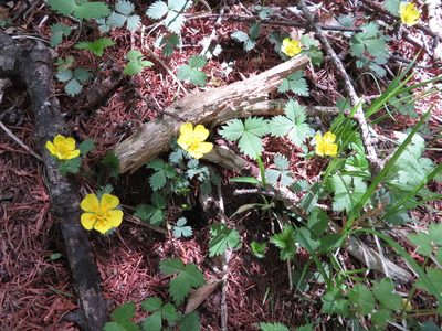 Potentilla rosulifera, photographed by Marco Mussita
