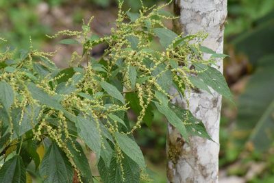 Boehmeria caudata, photographed by Cajá-manga