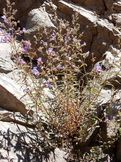 Penstemon diphyllus, photographed by Matt Lavin
