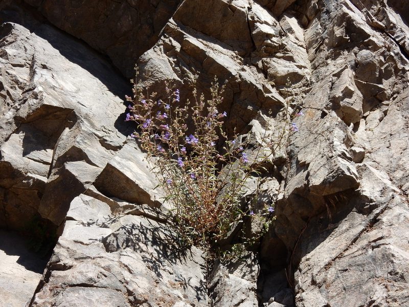 Penstemon diphyllus, photographed by Matt Lavin