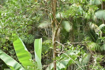 Psidium cattleyanum, photographed by Cajá-manga