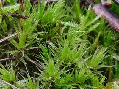 Dicranum polysetum, photographed by aga_l_