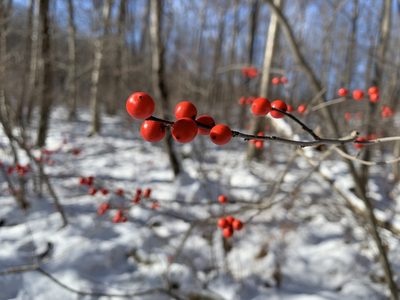Ilex verticillata, photographed by Ryan Schmidt