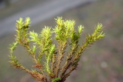 Pulvigera lyellii, photographed by Thomas Gyselinck