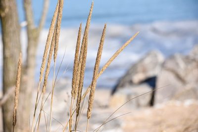 Calamagrostis breviligulata, photographed by Becca