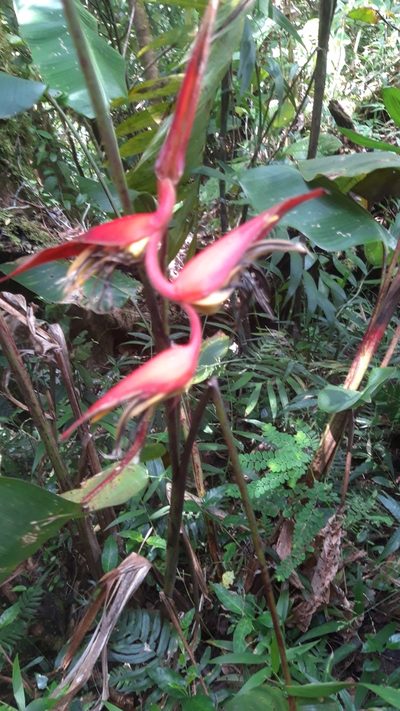 Heliconia nutans, photographed by keesgroenendijk