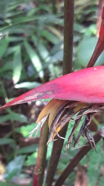 Heliconia nutans, photographed by keesgroenendijk