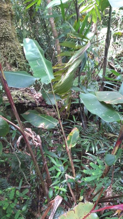 Heliconia nutans, photographed by keesgroenendijk