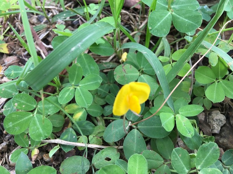 Arachis duranensis, photographed by Yj