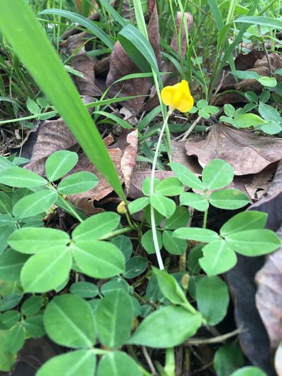 Arachis duranensis, photographed by Yj