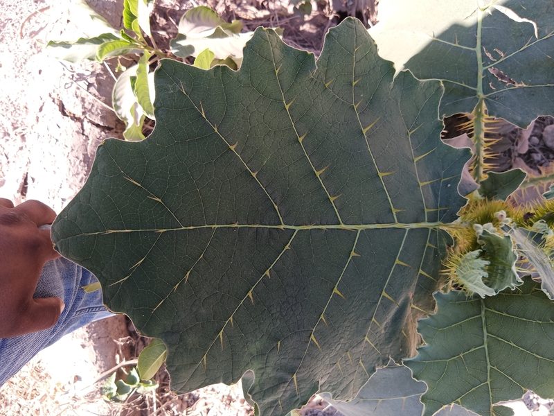 Solanum candidum, photographed by Oscar Gonzalez Diaz