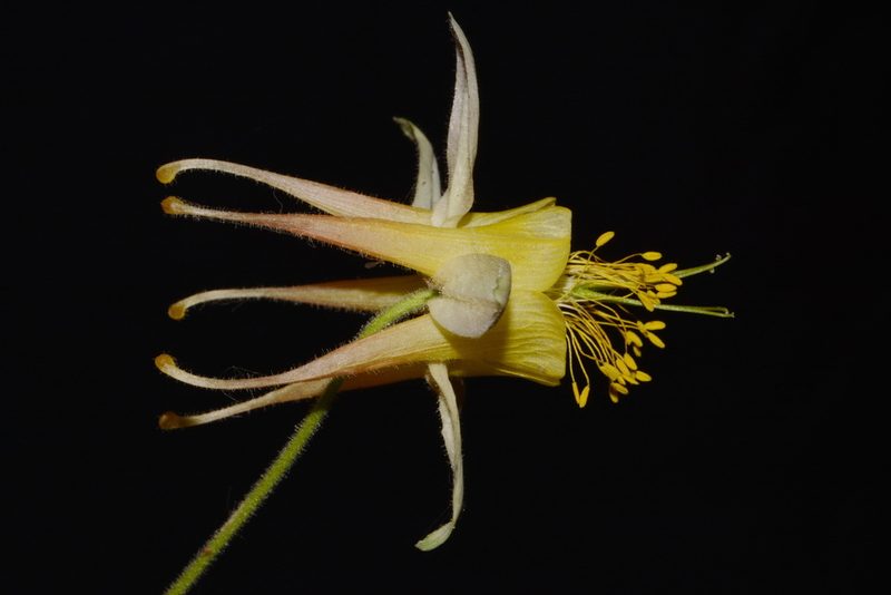 Aquilegia barnebyi, photographed by Brian Finzel