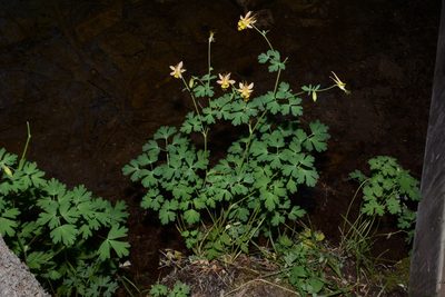 Aquilegia barnebyi, photographed by Brian Finzel
