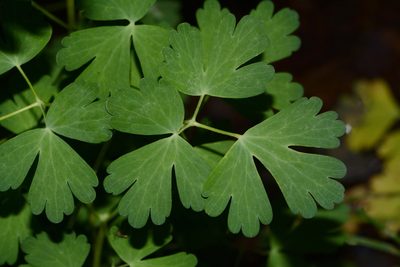 Aquilegia barnebyi, photographed by Brian Finzel