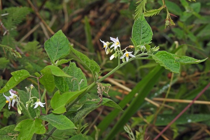 Solanum aloysiifolium, photographed by Hugo Hulsberg