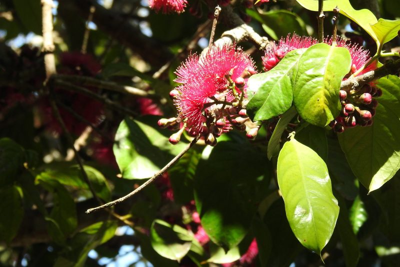 Syzygium malaccense, photographed by Ben Meredyk