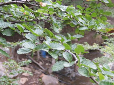Nothofagus pumilio, photographed by Federico Muñoz