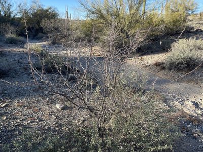 Vachellia constricta, photographed by Robbie Hannawacker