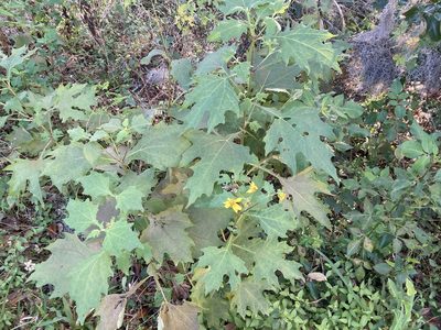 Smallanthus uvedalia, photographed by Lauren Gillett