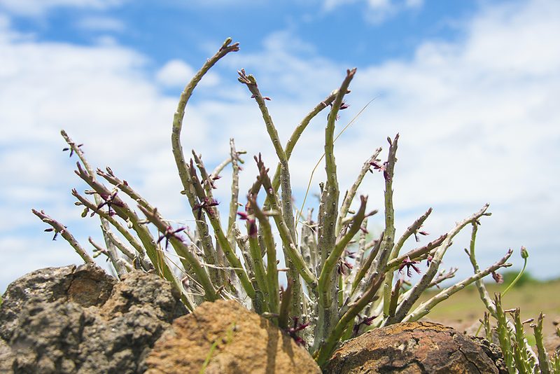 Caralluma adscendens, photographed by Shaunak Modi