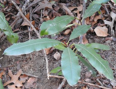Photinia serratifolia, photographed by saltyhiker