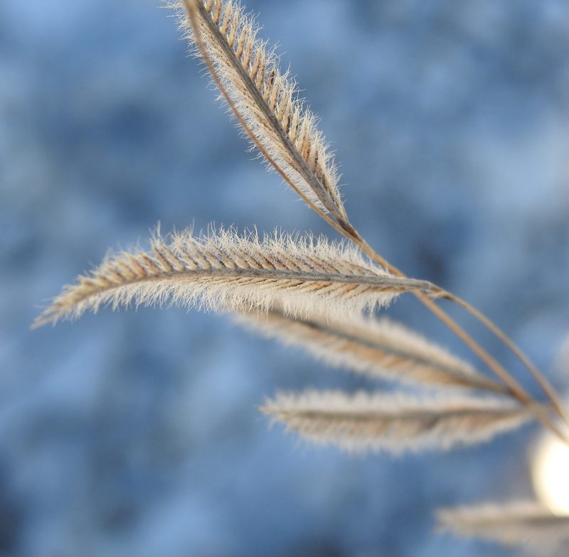 Bouteloua pectinata, photographed by saltyhiker
