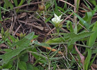 Convolvulus crenatifolius, photographed by Hugo Hulsberg