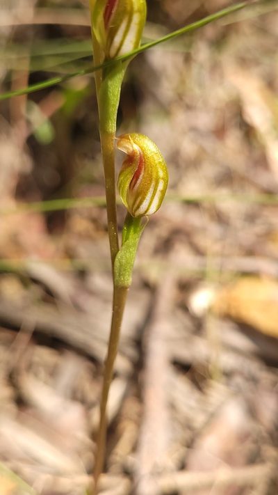 Pterostylis crebra, photographed by Eamonn Culhane
