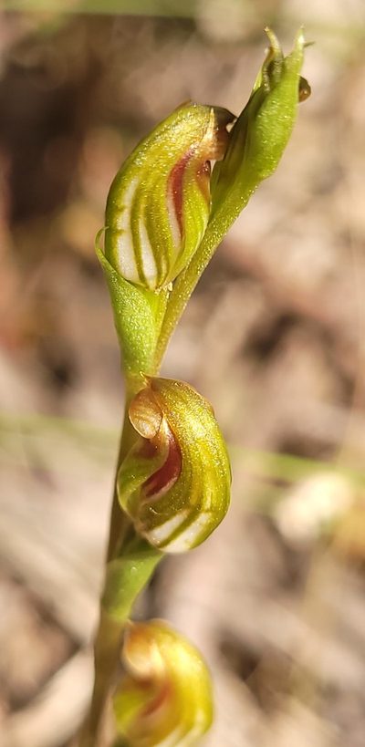Pterostylis crebra, photographed by Eamonn Culhane