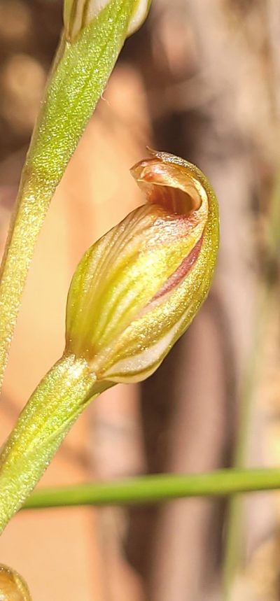 Pterostylis crebra, photographed by Eamonn Culhane