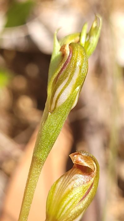 Pterostylis crebra, photographed by Eamonn Culhane