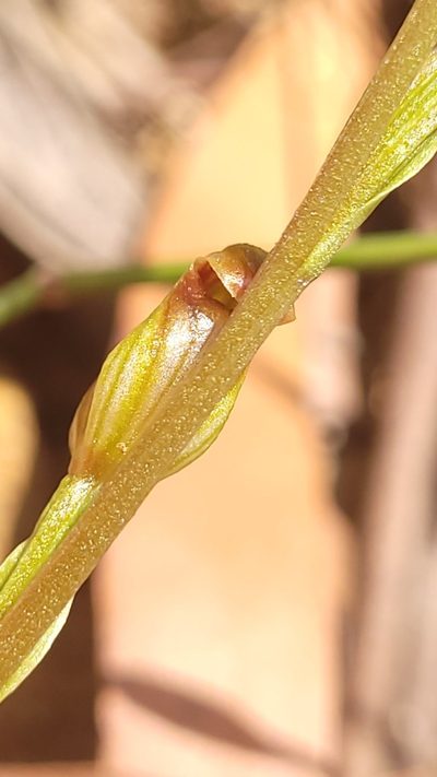 Pterostylis crebra, photographed by Eamonn Culhane