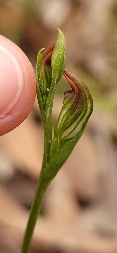 Pterostylis crebra, photographed by Eamonn Culhane