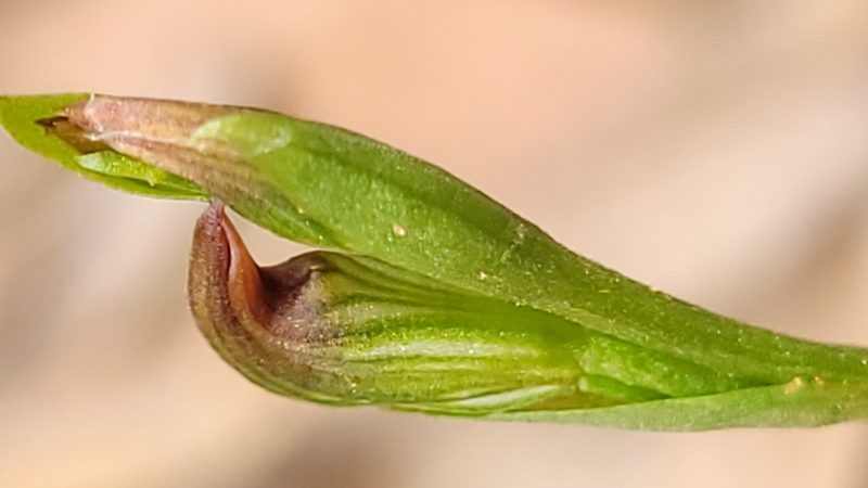 Pterostylis crebra, photographed by Eamonn Culhane